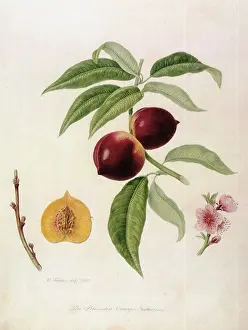 Prunus: Pitmaston Orange Nectarines