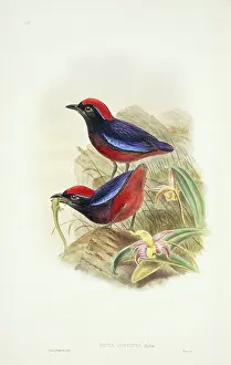 Nesosilicate: Pitta granatina, garnet pitta