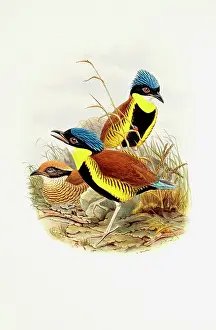 Pitta: Pitta gurneyi, Gurney's pitta
