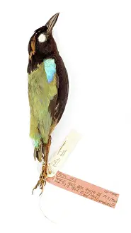 Ornithological: Pitta Iris, from the Gould Collection