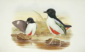 Dripping: Pitta maxima, ivory-breasted pitta