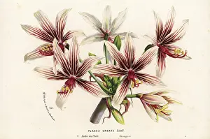 Ornata: Placea ornata, native to Chile