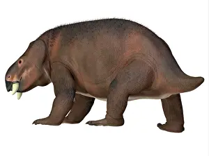 Dicynodont: Placerias dinosaur