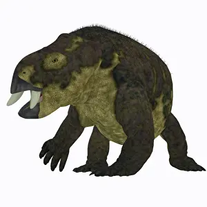 Dicynodont: Placerias dinosaur, front view
