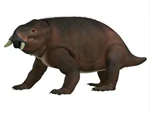 Synapsid: Placerias, side view on white background