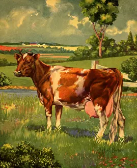 Placid: Placid Cow in Pasture