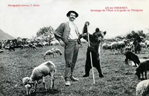 Ariege: Placing a bear in charge of flock of sheep - Ax-les-Thermes