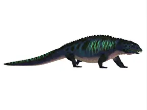 Triassic: Placodus reptile, side view on white background