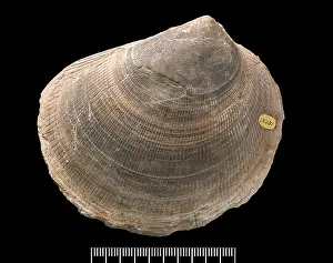 Bivalvia: Plagiostoma, fossil shell