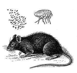 Fleas: Plague carriers