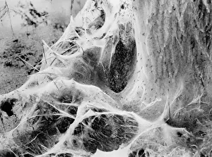 Nasty: Plague of larvals