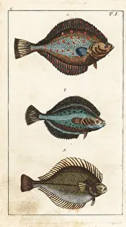 Plaice: Plaice, flounder, and dab