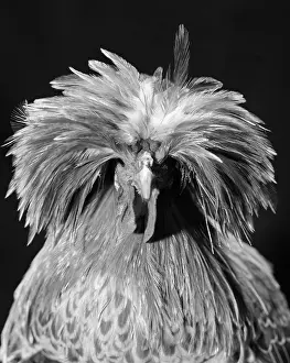 Drooping: Plain Buff Laced Polish Chicken with Long Plume Feathers