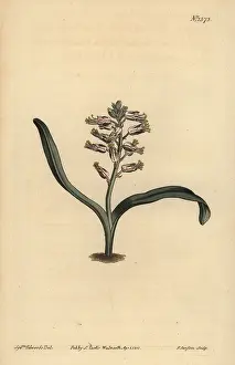 Sansom: Plain-leaved self-coloured lachenalia, Lachenalia unicolor