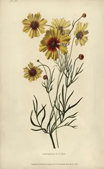 Coreopsis: Plains coreopsis or calliopsis, Coreopsis tinctoria
