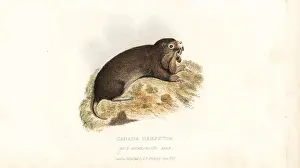 Hamster: Plains pocket gopher, Geomys bursarius