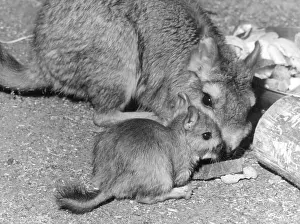 Chincilla: PLAINS VISCACHA