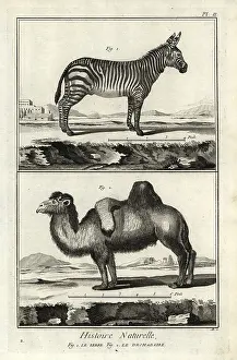 Antonio Baratti: Plains zebra and Bactrian camel