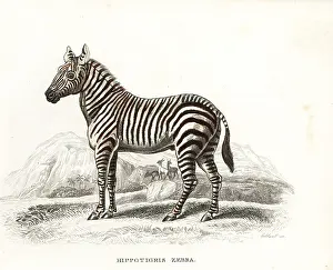 Quagga: Plains zebra, Equus quagga