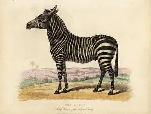 Smellie: Plains zebra, Equus quagga