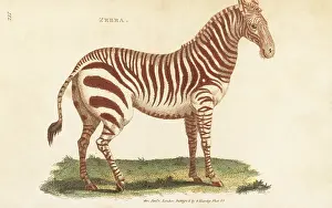 G. Kearsley: Plains zebra, Equus quagga