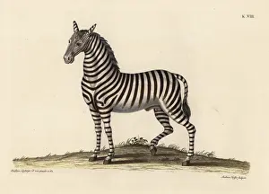 Auserlesenes: Plains zebra, Equus quagga