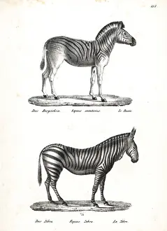 Quagga: Plains zebra and mountain zebra