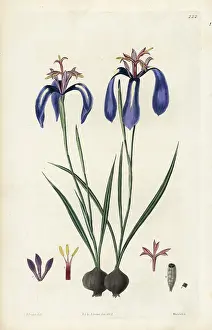 Pulchella: Plaited-leaved herbertia, Herbertia pulchella