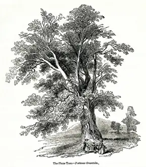 Orientalis: Plane tree, Platanus orientalis
