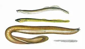 Poison: Planer's and Mud Lamprey, Borer and Lancelet
