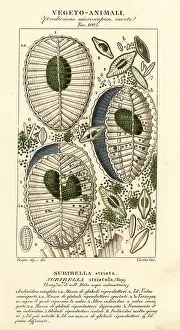 Plankton: Plankton, Surirella striatula