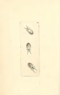 Thalia: Plankton, Thalia democratica