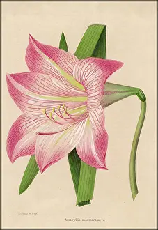 Marmorata: Plant - Amaryllis Marmorata