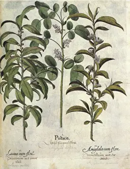 Spice: Plant Botanicals