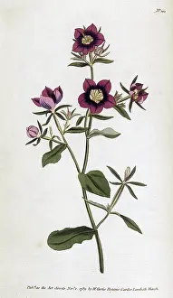 Speculum: Plant - Campanula Speculum