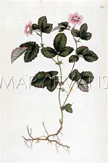 Rubus: PLANT/DWARF BRAMBLE 1790