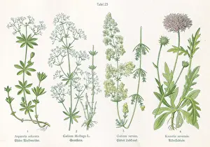 Woodruff: Four plant and flower illustrations