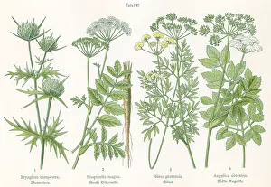 Burnet: Four plant and flower illustrations