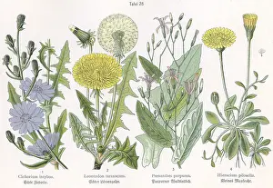 Taraxacum: Four plant and flower illustrations