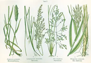 Tufted: Four plant and flower illustrations