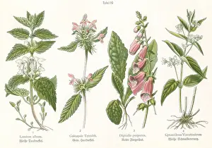 Nettle: Four plant and flower illustrations