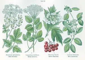 Latifolium: Four plant and flower illustrations