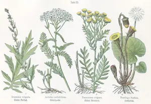 Artemisia: Four plant and flower illustrations