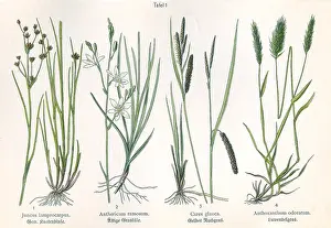 Glauca: Four plant and flower illustrations