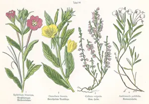Calluna: Four plant and flower illustrations
