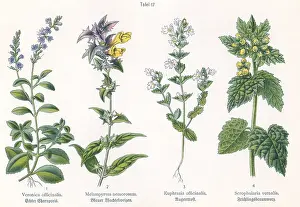 Vernalis: Four plant and flower illustrations