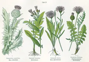 Knapweed: Four plant and flower illustrations