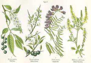 Spinosa: Four plant and flower illustrations