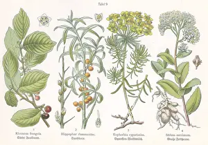 Frangula: Four plant and flower illustrations