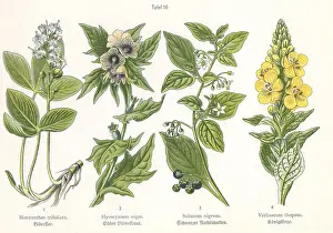Solanum: Four plant and flower illustrations